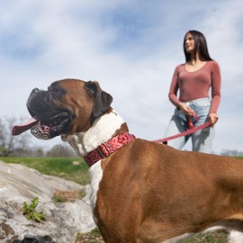 Country Brook Petz - HossFit Jr Wide Martingale Dog Collar - Country and Western Collection Featuring Rustic Designs (Red Bandana, Large)