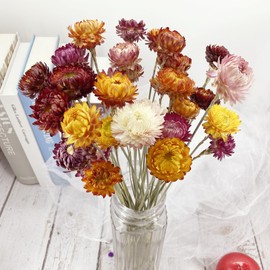 L'BREVOGA Dried Flowers with Stem, 36 PCS Strawflower Daisy in 16 inches, Dried Flower for Floral Arrangments Home Decoration (Strawflower Mix)