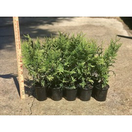 Thuja Arborvitae Green Giant - 12 Live Quart Size Plants - Evergreen Privacy Trees
