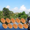 Qiter Fishing Bait, Carp Fishing Soft Floating Artificial Tiger Nut