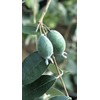 Pineapple Guava | 3 Large Gallon Size Plants | Feijoa