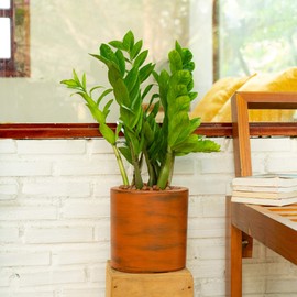 ROCKRAIN 7.8 Inch Self-Watering Planter Pot: Hand-Painted ABS Plastic - Classic Dark Brown Cylindrical Design for Indoor & Outdoor Plants - Weather-Resistant & Easy Assembly
