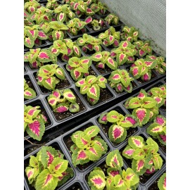 100 Coleus Seeds Mix Rainbow Variety Multiple Colors House Plants Outdoor Annual