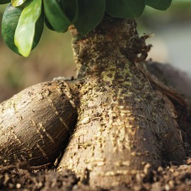 Brussel's Bonsai Live Gensing Grafted Ficus Bonsai Tree Kit - Medium Indoor Bonsai Ficus Tree - Bonsai Kit with Ceramic Bonsai Pot and Bonsai Soil