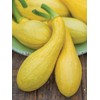 Womack Farm Early Summer Crookneck  Premium Squash, 25 Seeds. Heirloom~Non-G