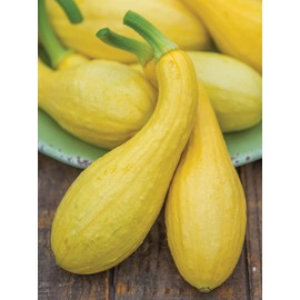 Womack Farm Early Summer Crookneck  Premium Squash, 25 Seeds. Heirloom~Non-G