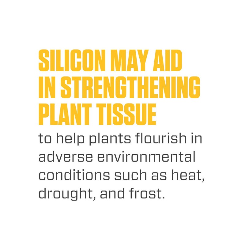 Botanicare Silica Blast, Plant Supplement, 0-0-0.5, 1 qt.