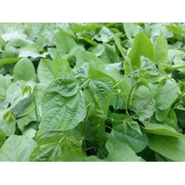 Lablab Food Plot Seed (25 Lbs.)