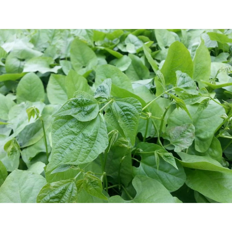 Lablab Food Plot Seed (25 Lbs.)