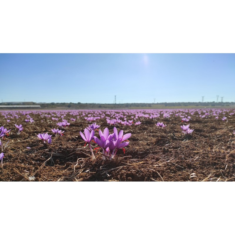Spanish Premium Saffron Threads - 2g (0.075 oz) - 100%