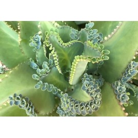 Unbranded Mother of thousands millions Kalanchoe daigremontiana mexican hat 10 baby pups