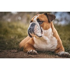 Rompecabezas De Madera Adulto De 1000 Piezas,Bulldog Rompecabezas De Animales Difícil Duro Rompecabezas Grande Rompecabezas Cartón Premium Diy...     