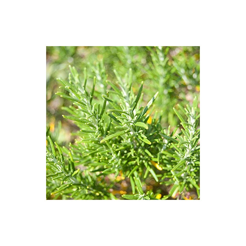 NEAL'S YARD REMEDIES Blend Essential Oil Focus 5ml