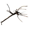 Black Spiderwood Small