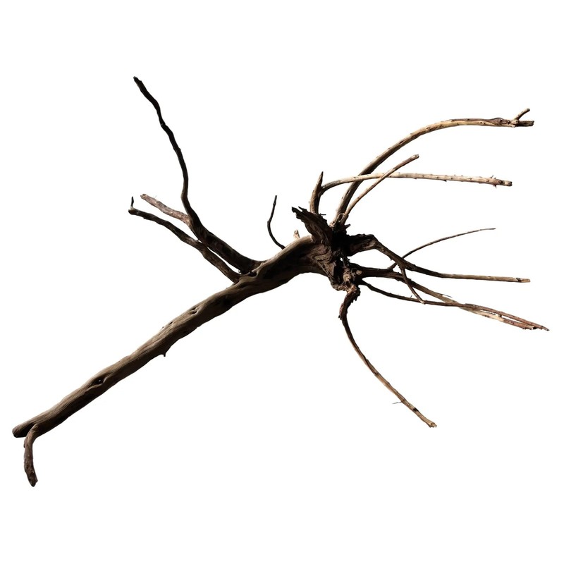 Black Spiderwood Small