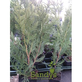Sandys Nursery Online Thuja Green Giant Arborvitae ~Lot of 30~3 inch 10-14 inches Tall + (1) Gardenia August Beauty Starter Plant