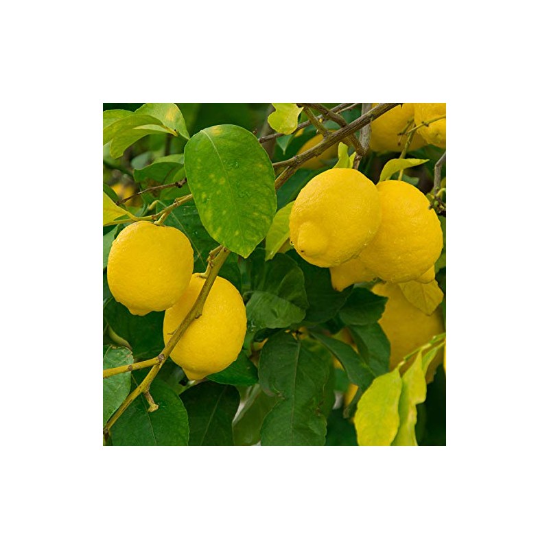 NEAL'S YARD REMEDIES Essential Oil Lemon Organic 5ml (x1)