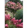 Vanilla Strawberry Hydrangea PP 20670 (3 Gallon)