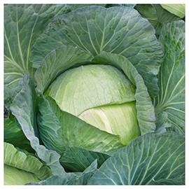 Everwilde Farms - 1/4 Lb Organic All Seasons Cabbage Seeds - Gold Vault