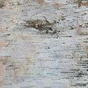 Wilson Birch Bark (12" x 12" 2 Pack)