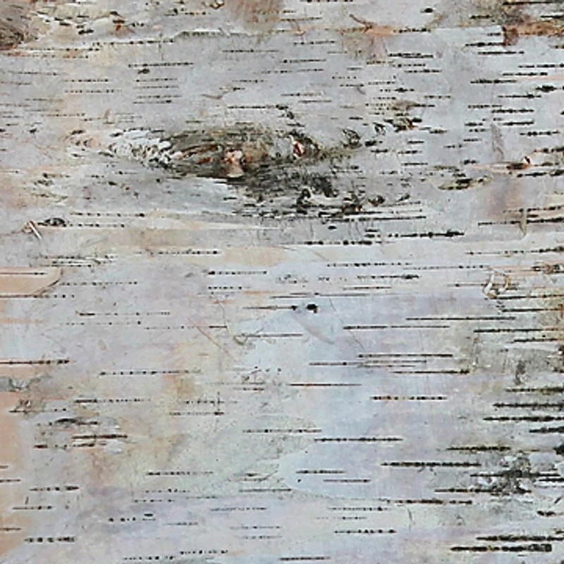 Wilson Birch Bark (12" x 12" 2 Pack)