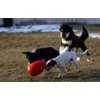 Jolly Pets Jolly Pets Jolly Egg Dog Toy, 8 Inches/Medium,