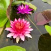 4 Pack Live Hardy Water Lilies Pre-Grown Tuber Rhizome Red,