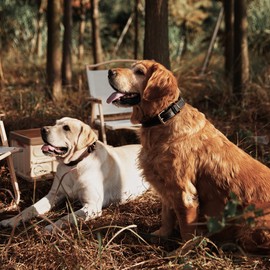 DAIHAQIKO - Collar de piel para perro (aleación de piel, doble anilla en D, costuras dobles, 3 mejores para perros medianos, grandes y extragrandes, M, negro)