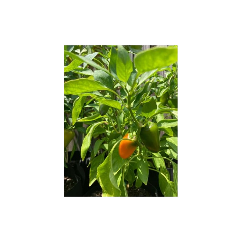 Lunchbox Sweet Snacking Pepper Seeds Mini Pepper Red Lunch Box