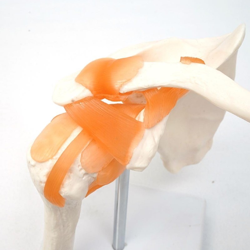 Human Shoulder Joint Model, Life Size Flexible Anatomically Accurate Shoulder