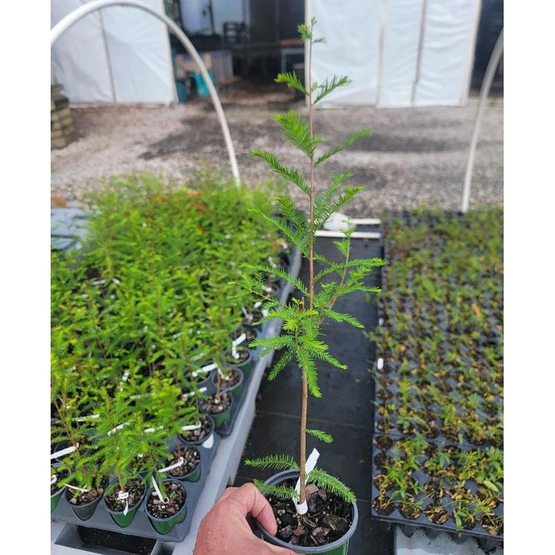 Bald Cypress Tree (Taxodium distichum) - Live Plant - (1