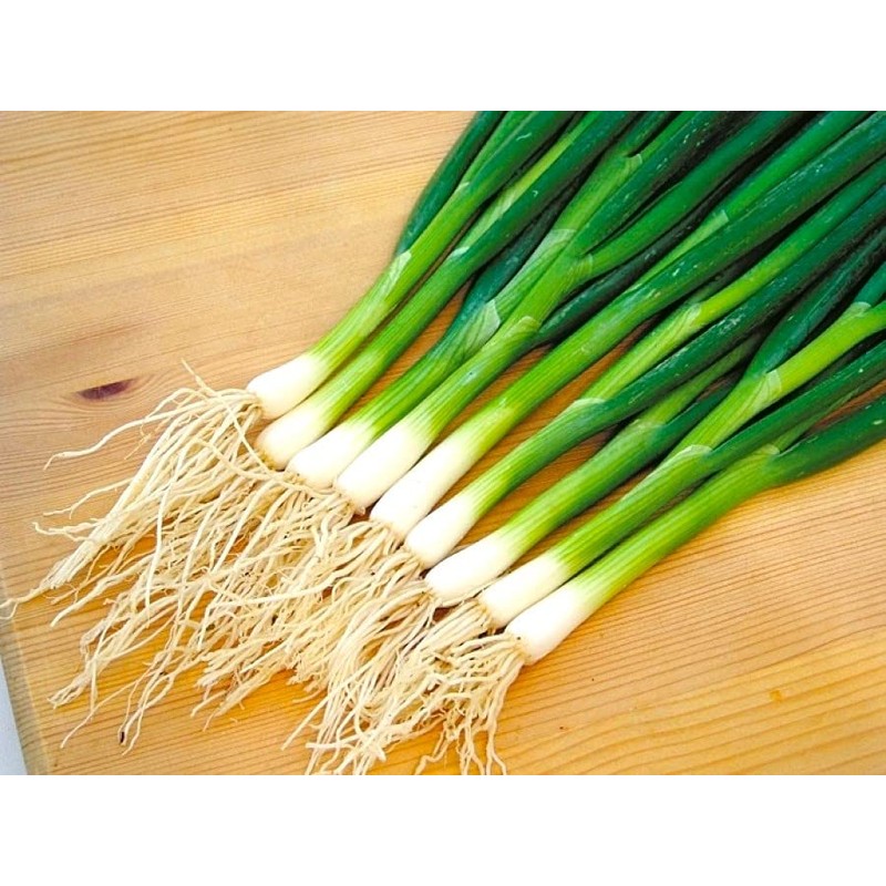 Bunching Green Onion Seeds Scallions About 300 Non-GMO Seeds for