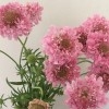 Freshseed Pincushion Flower Scabiosa Mix of colors 100 + fresh