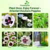 Outsidepride Papaver Orientale Poppy Seeds for Planting - 100 Pcs.