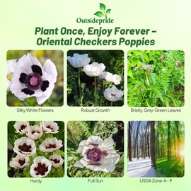 Outsidepride Papaver Orientale Poppy Seeds for Planting - 100 Pcs. Annual, Drought-Tolerant & Easy to Grow Wildflower Seeds with Vibrant Purple Blooms for Landscaping, & Pollinator Garden