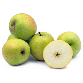 Santiam Nursery Japanese Aomori Orin Apple tree , Green Dragon Apple, bare root,