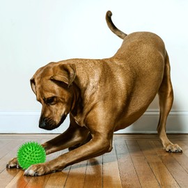 Cutie's PetBox Squeaky Rubber Spike Toy Ball for Medium, Large Dogs, 3-Colors Blue Green Yellow (3.5 Inch, Multi-Pack)