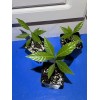Happy Planting Nursery 🪴Wild Coffee🪴 EASY TO GROW ~ Psychotria