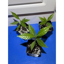 Happy Planting Nursery 🪴Wild Coffee🪴 EASY TO GROW ~ Psychotria nervosa