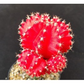 Red Grafted Moon Cactus - Gymnocalycium mihanovichii Hibotan Cacti Cactus Succulent Real Live Plant