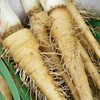 NIKA SEEDS - Vegetable Oat Root Salsify - 100 Seeds