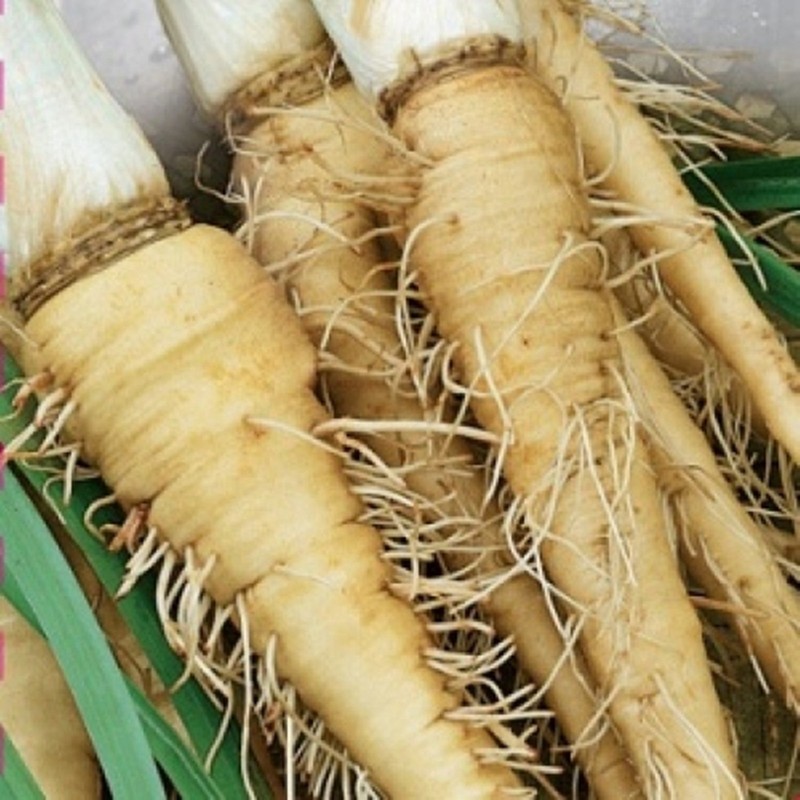 NIKA SEEDS - Vegetable Oat Root Salsify - 100 Seeds