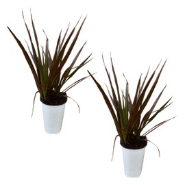 Dracaena Spike - Live Accent Plant (2 Per Pack), Purple and Green Spike - 12" Tall by 8" Wide in 1 Qt Pot