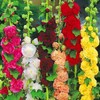 Seeds4planting - Seeds Chater's Hollyhock Double Mix Perennial Flowers