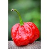 MOA Red Scotch Bonnet Hot Pepper Premium Seed Packet +