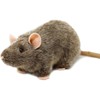 Reuben The Rat | 7 Inch Stuffed Animal Plush |