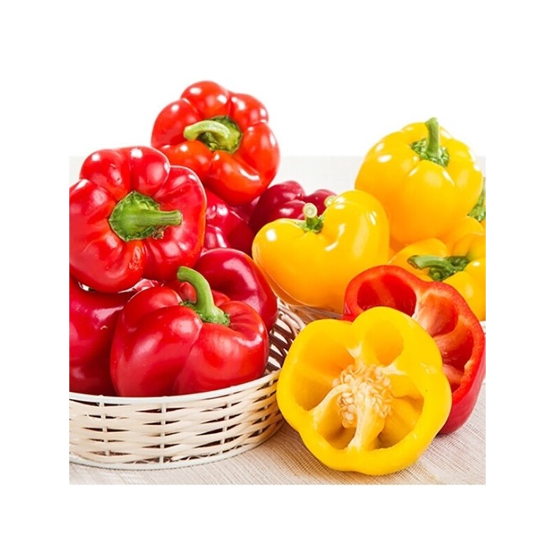 Ivetta paprika (economical type) 3kg / 이베따 파프리카(실속형) 3kg