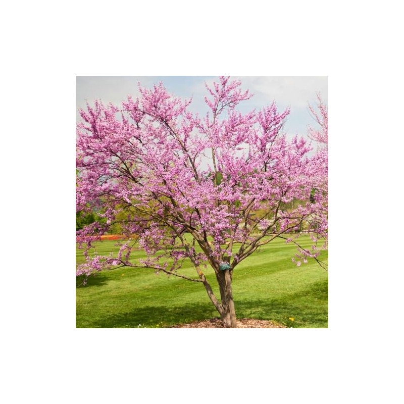 The Easterm Redbud, Rosy Pink Flowering, Ornamental, Deciduous, Medium Growth