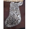 Unbranded Pet Stocking