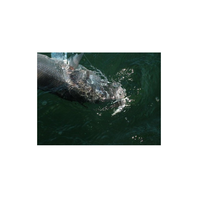 Illex Bonnie 95 Surface Wobbler SG Ayu